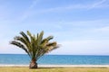 Lone palm tree on a beach