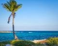 Lone palm tree. Beautiful tropical landscape, blue sky and sea in the background.