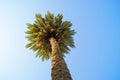 A lone palm tree on blue sky background. Royalty Free Stock Photo