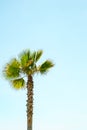 A lone palm tree on clear blue sky Royalty Free Stock Photo