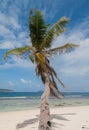 Lone Palm Tree In Paradise