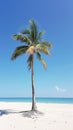 Lone palm tree on a serene beach with clear blue sky Royalty Free Stock Photo