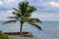 A lone palm tree stands next to the sea wall on Ambergris Caye. Royalty Free Stock Photo