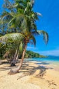 A lone palm tree stands tall on a pristine beach, overlooking crystal clear blue waters under the bright sun Royalty Free Stock Photo