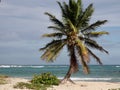 Lone Palm Tree on Tropical Beach