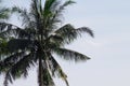 Lone palm tree in tropical setting on the beach with fresh airy
