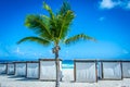 A lone palm tree on a white sand beach with fabric covered day beds, blue sky and turquoise ocean in the background. Royalty Free Stock Photo