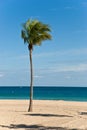 Lone palm tree on a windy,sunny day