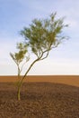 Lone Palo Verde Tree