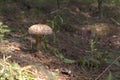 A lone parasol mushroom with a beautiful fluffy ringlet and spec