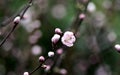 A lone peach flower the first to open on a branch