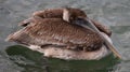 Lone pelican in a sleepy mood