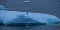 A Lone Penguin on a Hunk of Ice Off the Coast of Antarctica