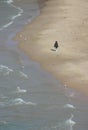 A lone person walks along the Lake Michigan shoreline in Chicago, Illinois Royalty Free Stock Photo