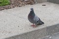 Lone pidgeon on asphalt road looking for some food