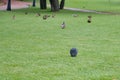 Lone pigeon among ducks on the field - his among strangers