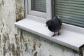 A lone pigeon sits on slope outside window of an old prefabricated house. Concept. Royalty Free Stock Photo