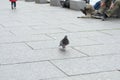 Lone pigeon walking along an urban sidewalk Royalty Free Stock Photo