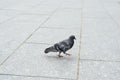 Lone pigeon walking along an urban sidewalk Royalty Free Stock Photo