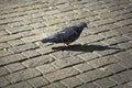 Lone pigeon walking along an urban sidewalk Royalty Free Stock Photo