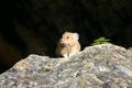 Lone Pika