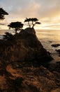 The Lone Pine, Big Sur Royalty Free Stock Photo