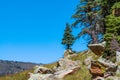 Lone Pine on Boulder at Valles Caldera National Preserve Royalty Free Stock Photo