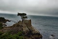 Lone Pine at Big Sur California USA Royalty Free Stock Photo