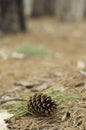 Lone Pine Cone Royalty Free Stock Photo