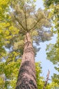 Lone pine, Estivant Pines Nature Sanctuary, MI Royalty Free Stock Photo