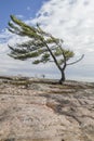 Lone Pine on Georgian Bay Royalty Free Stock Photo