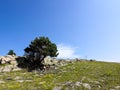 Lone pine growing on the rocks. a single tree that grows on a rock Royalty Free Stock Photo