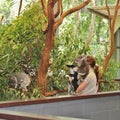 Lone Pine Koala Sanctuary