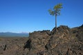 Lone Pine on a Lava Flow Royalty Free Stock Photo