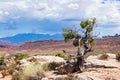 A lone pine over desert valley