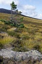 Lone Pine Scots Tree