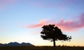 Lone Pine silhouette and pink clouds at sunset Royalty Free Stock Photo