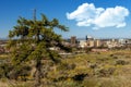 Lone pine and skyline of Boise Idaho