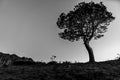 Lone pine standing on ridge back-lit by rising sun