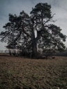 A lone pine stands in the middle of the field Royalty Free Stock Photo