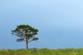 Lone pine and storm sky Royalty Free Stock Photo