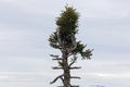 Lone pine tee agains cloudy background Royalty Free Stock Photo