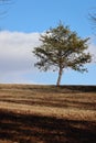 Lone pine tree against blue sky on sun-dappled hill Royalty Free Stock Photo