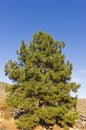 Lone pine tree against dark blue sky Royalty Free Stock Photo
