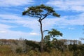 Lone pine tree on Assateague Island. Royalty Free Stock Photo