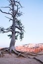 Lone pine tree at Bryce Canyon Royalty Free Stock Photo