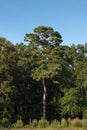 Lone Pine Tree in Carolina Woods, Slash Variety.