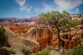 Lone pine tree clingin to the cliff of Bryce Canyon in Utah with the hoodoos and cliffs in the background Royalty Free Stock Photo