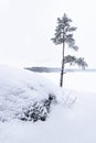 Lone pine tree on a cold, cloudy day in winter. Moody landscape covered in snow