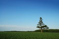 Lone pine tree in cornfield Royalty Free Stock Photo